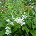 Allium ursinum